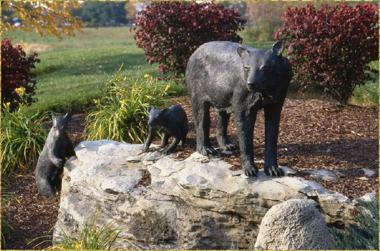 Black Bear with Cubs